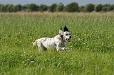 SETTER ANGLAIS 309